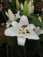 [5528 PO28 Flozen Planet No02.JPG]